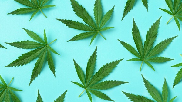 Cannabis und Rabattverträge – geht das zusammen?