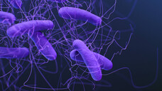 Clostridioides difficile ist ein gefürchteter Toxin-bildender Erreger, der die Darmflora besiedelt. Gewinnt er Oberhand, drohen schwerste Schäden bis hin zur Darmperforation. (Bild: IMAGO / StockTrek Images)