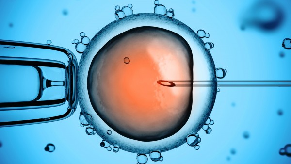 Britische Forscher dürfen Embryonen-Genom verändern