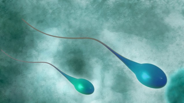 Spermienzellen - chinesische Forscher haben erstmals aus Stammzellen ähnliche Zellen erzeugt. (Foto: fotoliaxrender / Fotolia) 