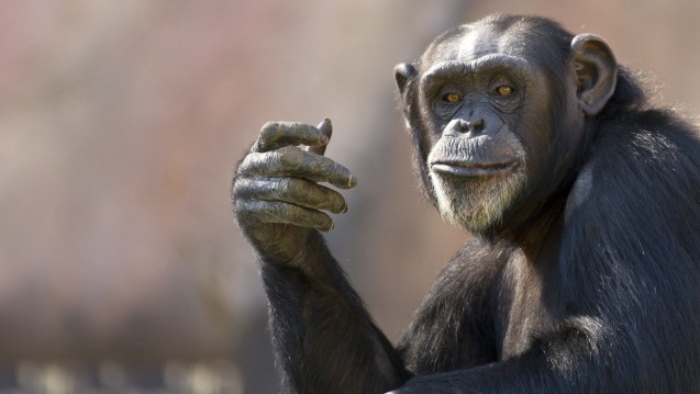 Ein Gehirn das täuscht und Täuschung erkennt gilt als Meilenstein der Primatenevolution. (Foto: Patrick Rolands / Fotolia)