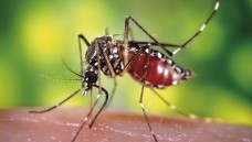 Aedes aegypti mosquito - diese Stechmücke überträgt das Zika-Virus. (Foto: picture alliance / AP Photo)
