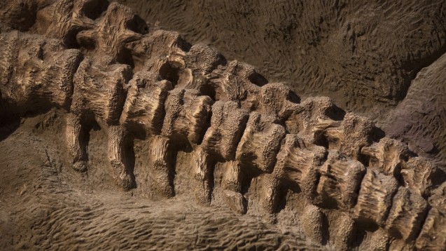 Wissenschaftlern aus Taiwan gelang es, in einem Dinosaurier-Fossil Proteinreste zu identifizieren. (Foto: ramirezom / Fotolia)
