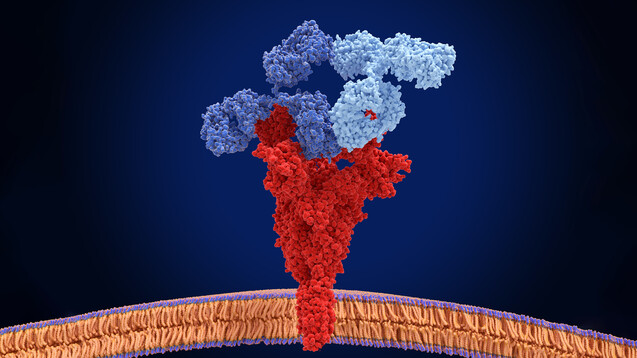 Die SARS-CoV-2-Antikörper Casirivimab/Imdevimab sollen zur Behandlung und zur Prävention von COVID-19 ab zwölf Jahren eingesetzt werden, Regkirona ausschließlich zur COVID-19-Behandlung bei Erwachsenen. (x / Bild: Juan Gärtner / AdobeStock)