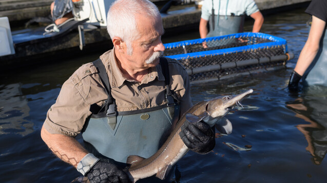 Ein Fischtierarzt untersucht einen Stör auf einer Kaviarfarm. (Symbolbild) (Foto: auremar / stock.adobe.com)