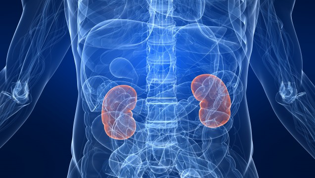 Um die Nierenfunktion abzuschätzen, gibt es unterschiedliche Näherungsformeln. (Foto: Sebastian Kaulitzki / stock.adobe.com)