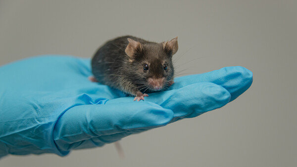 DKFZ hält Tierversuche in der Krebsforschung für unverzichtbar