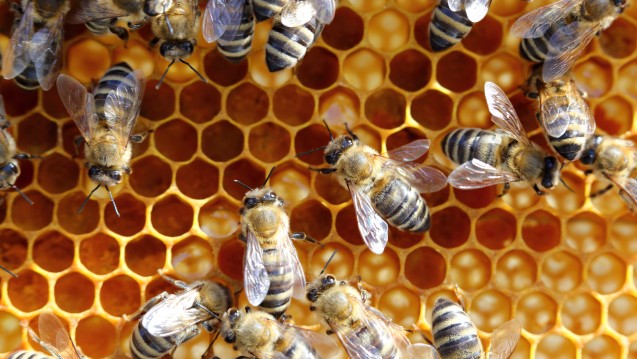 Menschen sollen es den Bienen gleich tun: Eine Krebstherapie soll an der Uni Würzburg per Schwarmfinanzierung unterstützt werden. (Foto: rupbilder / Fotolia)