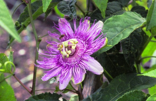 Bild 176656: D502013_bei_Passiflora Blu
