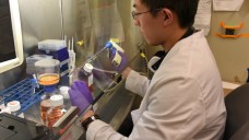Ein Techniker am Johns Hopkins Institute for Cell Engineering in Baltimore, USA, untersucht an Zellkulturen den Zusammenhang zwischen Zika-Infektionen und Fehlbildungen bei Neugeborenen. (Foto: picture alliance / newscom
pixel)