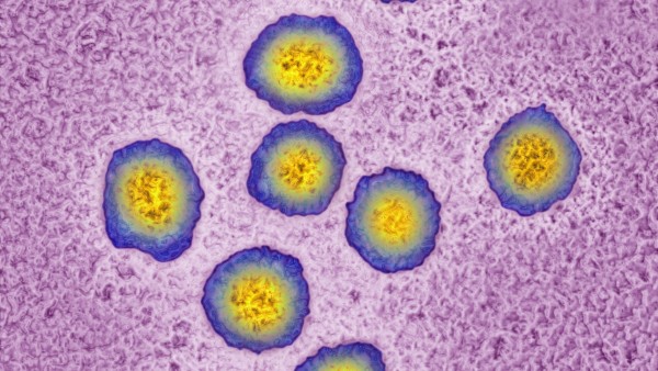 Zwei Neue gegen alle Hepatitis-C-Genotypen 