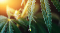 Die Blüten der Cannabis-Pflanze können zu bewusstseinsverändernden Zwecken konsumiert werden. In Deutschland ist der Besitz illegal, wenn kein ärztliches Attest über einen medizinischen Zweck vorliegt. (Foto: Aleksandr / AdobeStock)