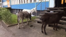 Es bleibt ungeklärt, was die drei Esel vor der Apotheke wollten. Die Polizei leinte die Tiere vor der Bad Godesberger Polizeiwache an. (Foto: Polizei Bad Godesberg)