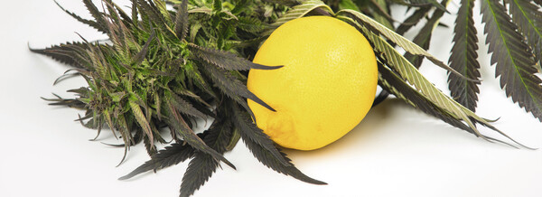 Terpene – die duftige Cannabis-Entourage