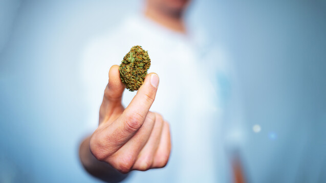 Dem Richtlinienentwurf nach zu urteilen, können Cannabisblüten bald nur von bestimmten Fachärzt:innen verschrieben werden. (s / Bild: Adam / AdobeStock)