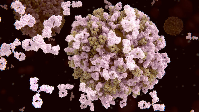 Antikörper binden an Grippevirus: Könnte die Wirksamkeit der Influenzaimpfung durch Neuraminidase-basierte Impfstoffe verbessert werden? (Foto: Juan Gärtner / Stock.adobe.com)