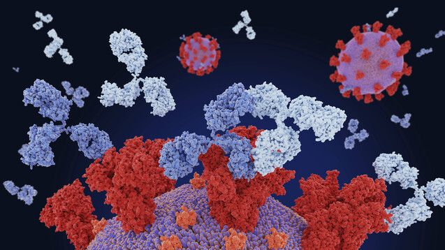 Die EMA prüft den Antikörpercocktail Casirivimab/Imdevimab: Die Antikörper richten sich gegen das Spikeprotein von SARS-CoV-2 und sollen bei ab 12-Jährigen zur Behandlung oder Prävention von COVID-19-angewendet werden.&nbsp;(Foto: IMAGO / Science Photo Library)