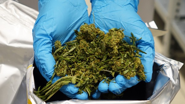 Bionorica plant Cannabis-Anbau in Deutschland