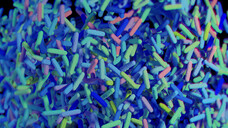 Fäkale Mikrobiota werden bei einer Stuhltransplantation übertragen. Das kann bei  rezidivierenden
Clostridien-Infektionen helfen, birgt aber auch Risiken. Deswegen verlangt das BfArM umfangreiche Tests. ( r / Foto: Anatomy Insider /Stock.adobe.com)