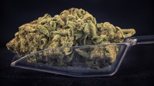 Mehr Cannabis-Rezepte als erwartet