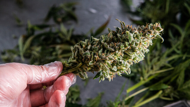 Könnten getrocknete Cannabisblüten auch als Rauschmittel „auf Rezept“ missbraucht oder sogar weiterverkauft werden?&nbsp;(Foto: contentdealer / stock.adobe.com)&nbsp;