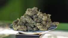Cannabissorten mit hohem THC-Gehalt sind gefragt – drum ändert das BfArM seine Mischkalkulation. (Foto: IMAGO/NurPhoto)