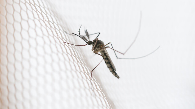 Vor rund 20 Jahren wurde der Schutz vor Mückenstichen in Malaria-Gebieten intensiviert, unter anderem durch den Einsatz von Moskitonetzen für die Nacht, die mit Insektiziden behandelt sind.&nbsp;(x / Foto: grooveriderz / AdobeStock)