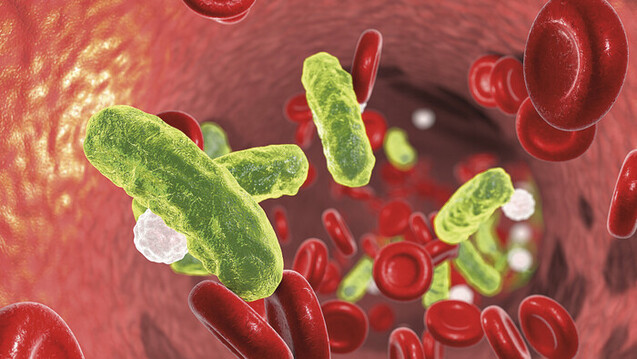 Bakterielle Superinfektionen&nbsp;einschließlich einer Sepsis&nbsp;sind gefürchtete Komplikationen einer Influenza. Sie können auch im Rahmen von COVID-19 auftreten. (Foto: Kateryna_Kon / stock.adobe.com)&nbsp;