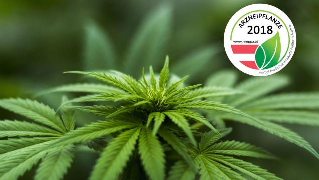 In Österreich hat das Wissenschaftsnetzwerk HMPPA Cannabis sativa zur Arzneipflanze des Jahres gewählt. (Bild: HMPPA)