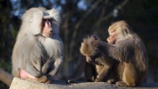 Nicht nur beim Lausen: Der Sozialstatus ist bei Affen wie auch beim Menschen von zentraler Bedeutung. (Foto: Composer / Fotolia)