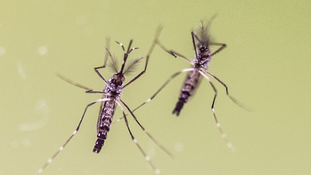 Stechmücken der Gattung Aedes übertragen das Zika-Virus, darunter die Gelbfiebermücke Aedes aegypti, (Foto: dpa)