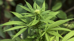 Cannabis als Medizin: In Österreich wächst der Druck 