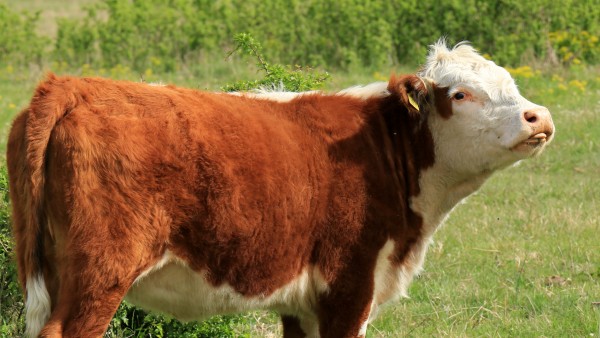 Helfen Antikörper von Rindern auf der Suche nach einem HIV-Impfstoff? 