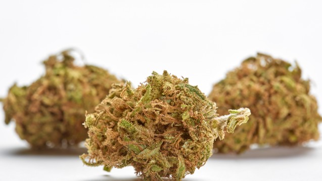 Besser Reinstoffe oder Extrakt: Cannabisblüten – ein therapeutischer Rückschritt?