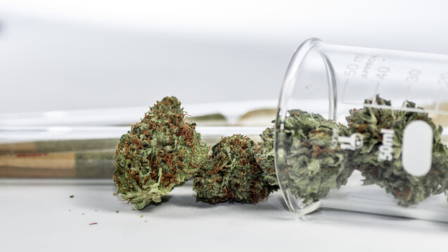 DAZ-Umfrage: Cannabis zu Genusszwecken aus der Apotheke – was halten Sie  davon?