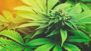 130 Patienten beantragen Cannabis-Eigenanbau