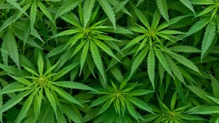 Cannabis konsequent wie Arzneimittel behandeln