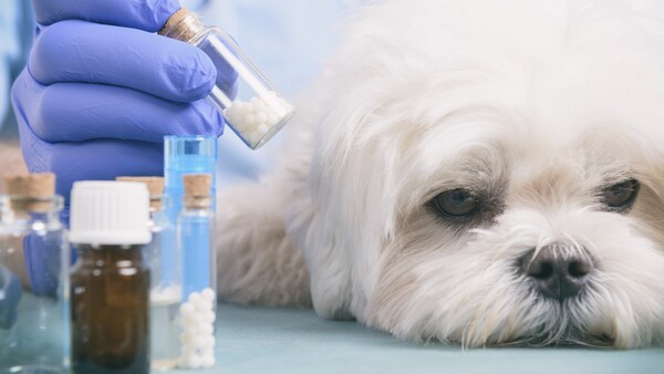 Homöopathie für Haustiere: Karlsruhe kippt Tierarztvorbehalt