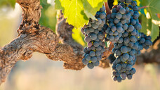Aus pharmazeutischer Sicht noch interessanter als die Beeren sind die Blätter der Weinrebe – genauer gesagt rotes Weinlaub (Vitis viniferae folium). (x / Foto: andrewhagen / AdobeStock)