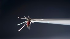 Die Aedes-Mücken übertragen unter anderem den Zika-Virus. (Foto: dpa)