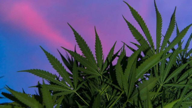Die medizinische Anwendung der Hanfpflanze stand auf der International Cannabis Business Conference in Berlin am gestrigen Donnerstag im Mittelpunkt. (Foto: Imago)