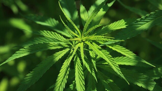 Medienberichten zufolge hat das BMG ein Eckpunktepapier zur Legalisierung von Cannabis erarbeitet. (Foto: IMAGO / H. Tschanz-Hofmann)