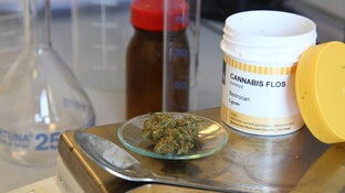 5 Jahre Medizinisches Cannabis auf Rezept – die wichtigsten Fragen und Antworten 