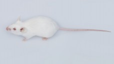 Im Tierversuch war Trazodon bei neurodegenerativen Erkrankungen vielversprechend. In der Apotheke begegnet einem die Substanz bislang eher selten. (Foto: Tran-Photography / Fotolia)
