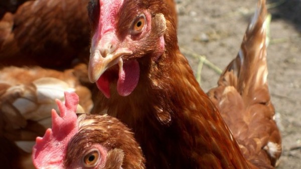 Besonders krankmachende Form der Vogelgrippe entdeckt
