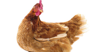 Das Henne-Ei-Problem