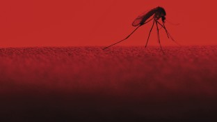 Zika – ein Jahr danach