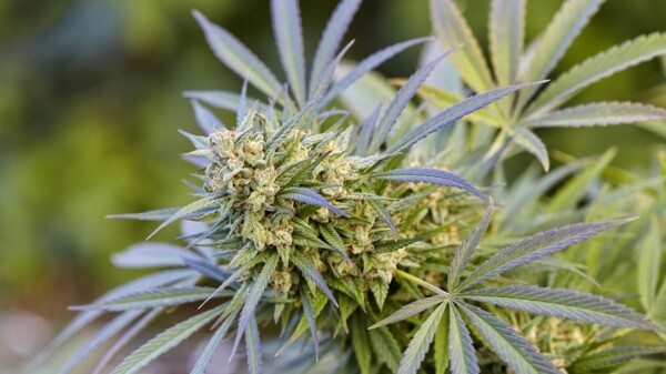 Mehr Geld für BfArM-Cannabisblüten