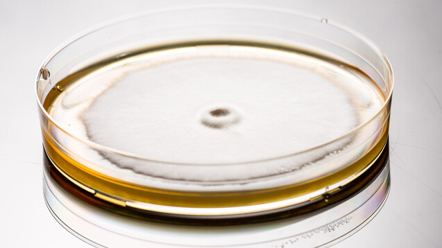 Trichophyton mentagrophytes in einer Petrischale. (Foto: Alessandro Grandini / stock.adobe.com)