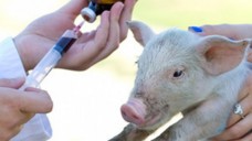 Jeder Einsatz von Antibiotika bei Tieren muss gemeldet werden. (Foto: Budimir Jevtic/Fotolia)